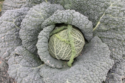 Picture of Organic Savoy Cabbage Cantasa F1
